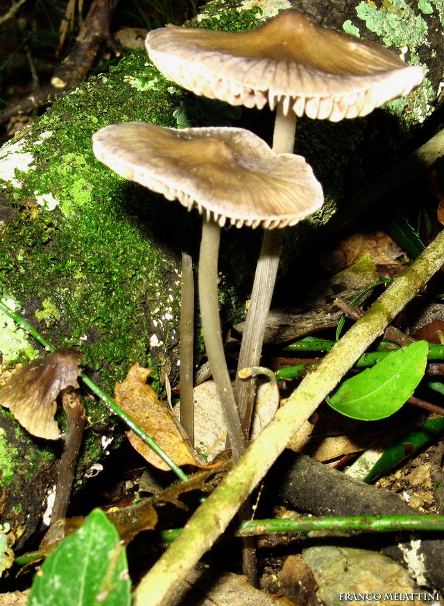 Mycena polygramma